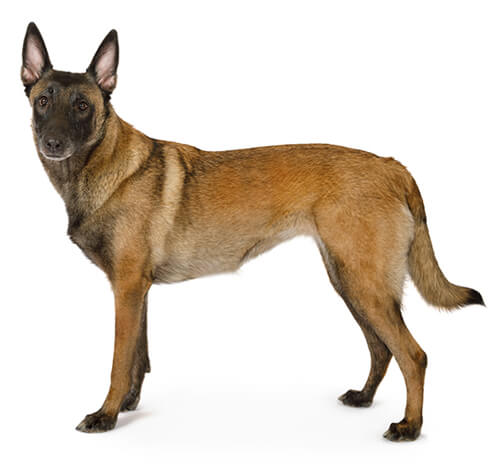 Amazing best sale belgian malinois